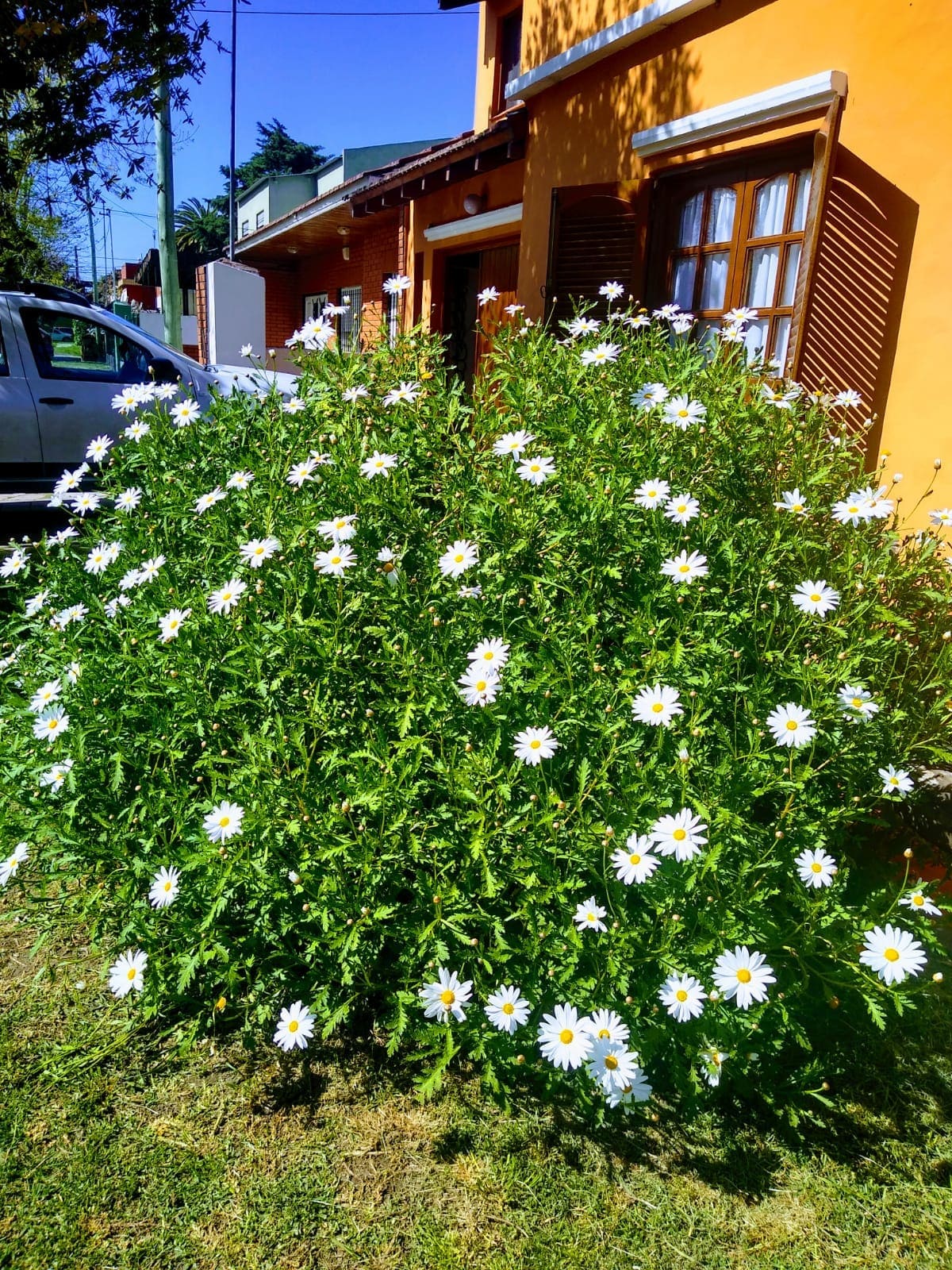 Patio delantero