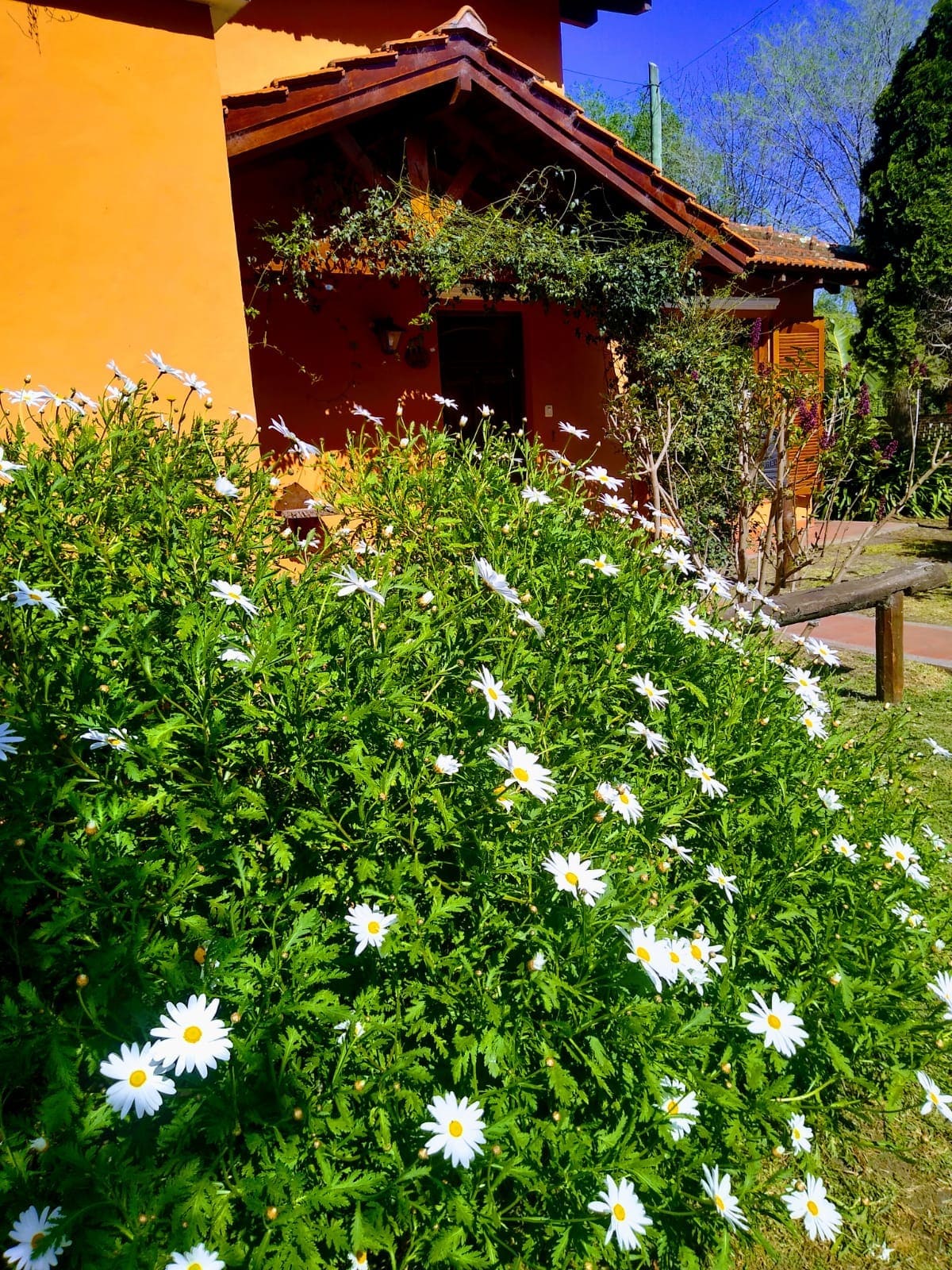 Patio delantero