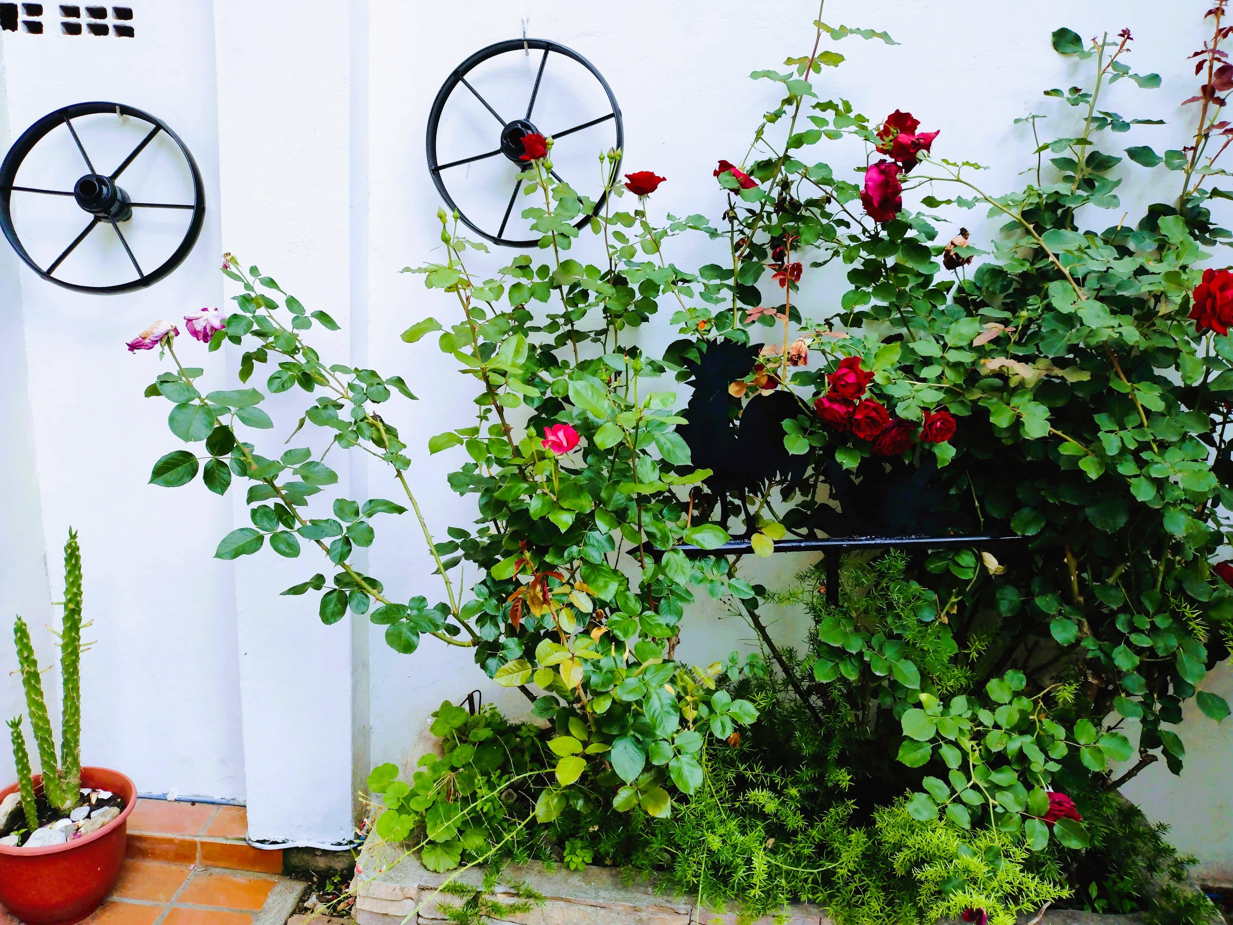 Patio trasero