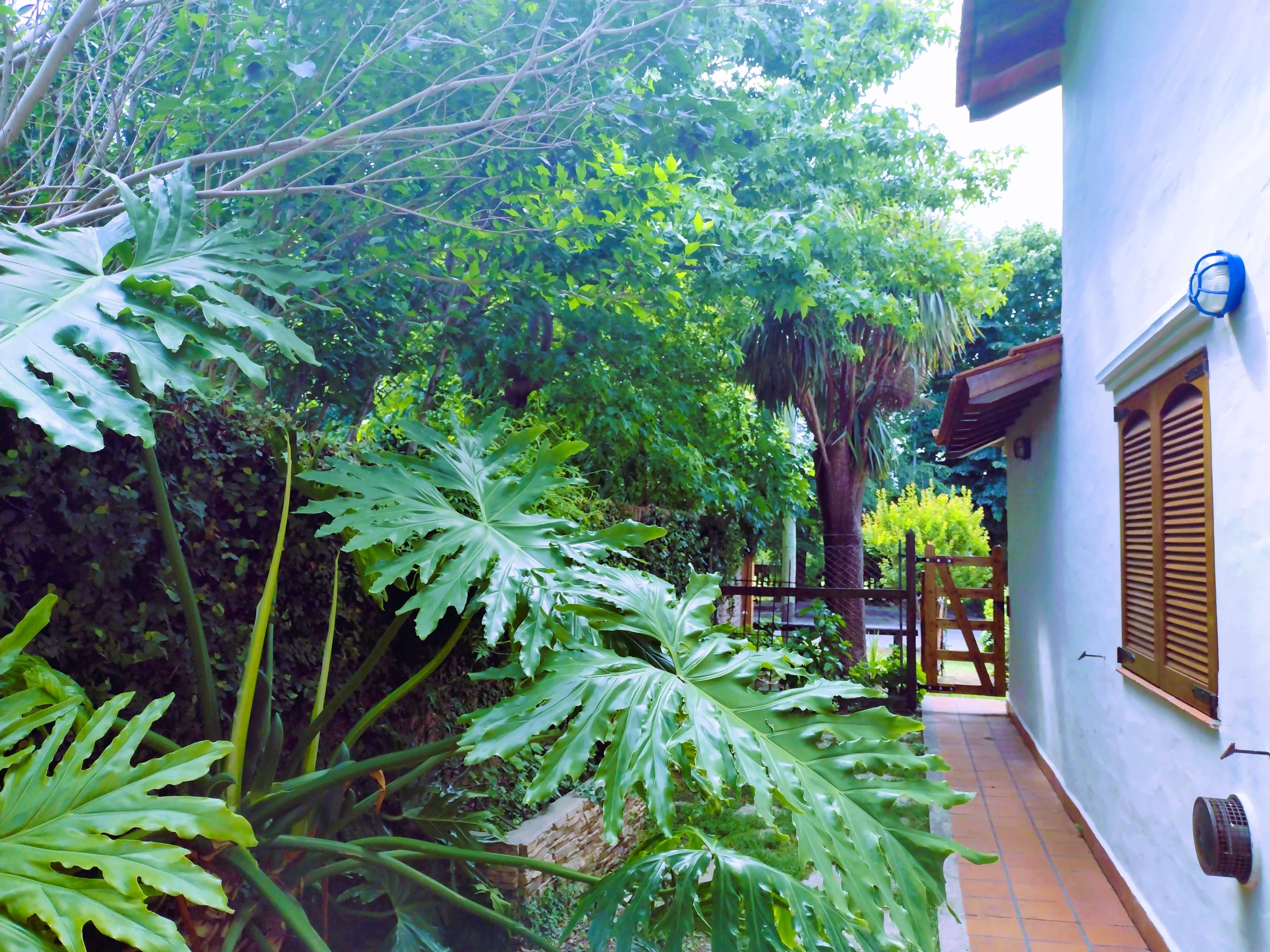 Patio trasero