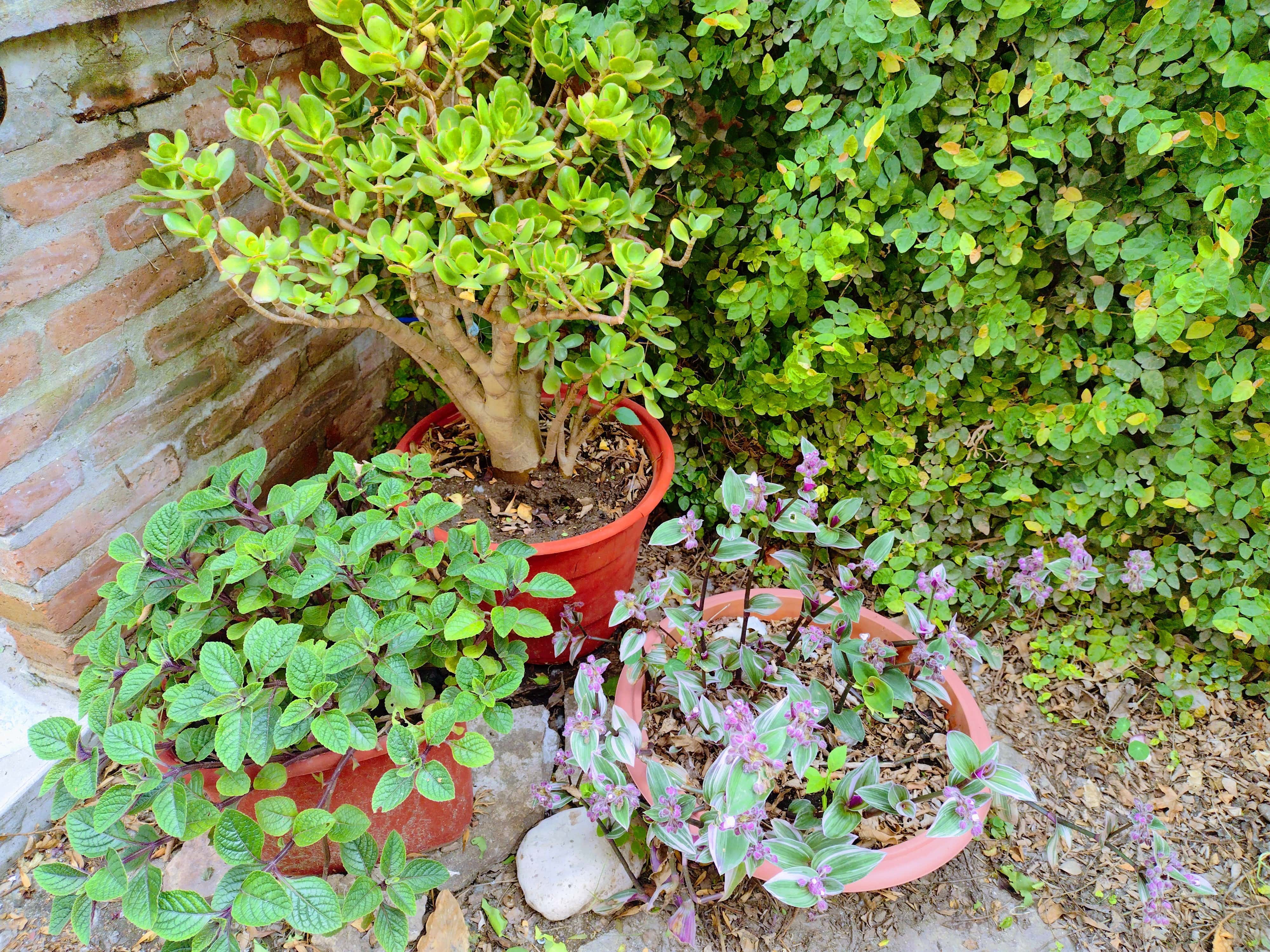 Patio trasero